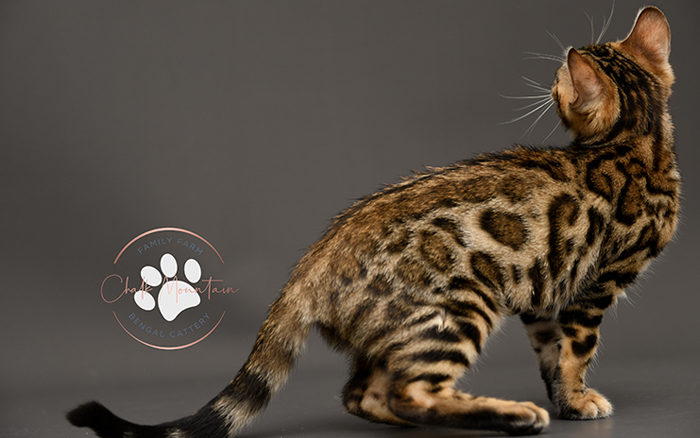 Bengal kitten for sale